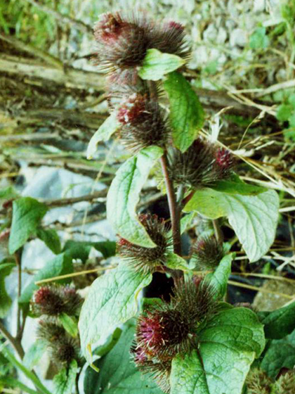 Lesser Burdock